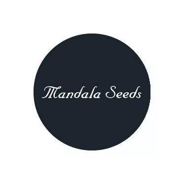 Semillas regulares Mandala Seeds