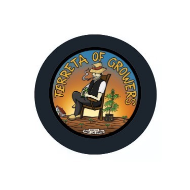 Terreta of Growers feminized seeds