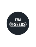 Semillas a granel feminizadas