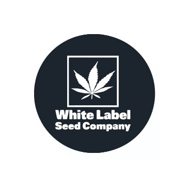 Semillas feminizadas White Label
