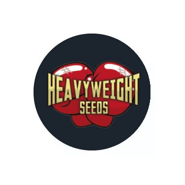 Semillas autoflorecientes Heavyweight Seeds