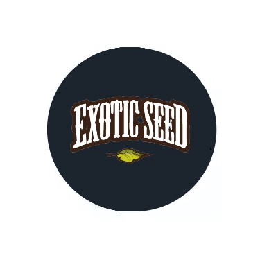 Semillas autoflorecientes Exotic Seed