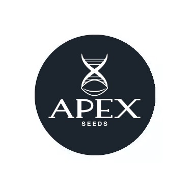 Semillas autoflorecientes Apex Seeds