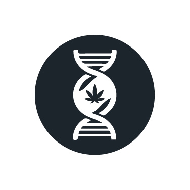 Genéticas de Marihuana