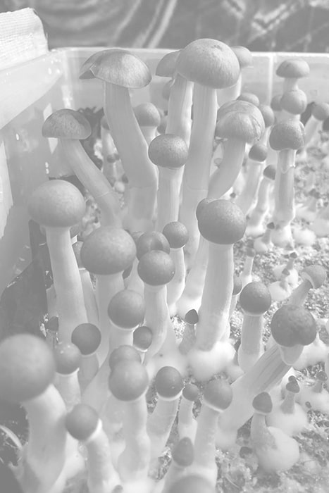 Funghi Magici